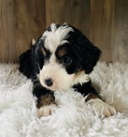 Bernedoodle Puppies for sale in Mansfield, Ohio. price: $1,800