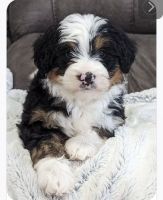 Bernedoodle Puppies for sale in Loveland, Ohio. price: $1,400
