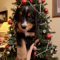 Bernedoodle Puppies for sale in Roy, Utah. price: $200,000