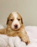 Bernedoodle Puppies for sale in San Marcos, Texas. price: NA