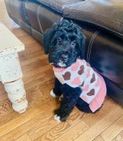 Bernedoodle Puppies for sale in Carnesville, GA 30521, USA. price: $1,000