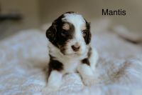 Bernedoodle Puppies for sale in Meridian, Idaho. price: $2,000