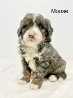 Bernedoodle Puppies for sale in Sugarcreek, OH 44681, USA. price: $800