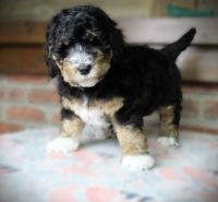 Bernedoodle Puppies for sale in Concord, MI 49237, USA. price: NA