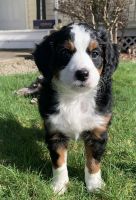 Bernedoodle Puppies for sale in Coos Bay, Oregon. price: $1,000
