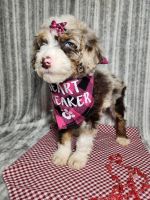 Bernedoodle Puppies for sale in Millersburg, IN 46543, USA. price: $600