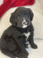 Bernedoodle Puppies for sale in Hudson, Wisconsin. price: $500
