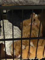Bernedoodle Puppies for sale in Clayton, North Carolina. price: $1,500