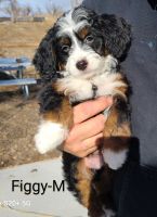 Bernedoodle Puppies for sale in Dugway, Utah. price: $1,500