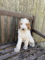 Bernedoodle Puppies for sale in West Haven, CT 06516, USA. price: $700