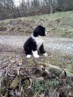 Bernedoodle Puppies for sale in Merrillville, Indiana. price: $800