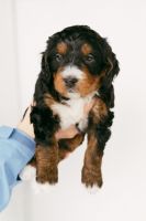 Bernedoodle Puppies for sale in Lindon, Utah. price: $300,000