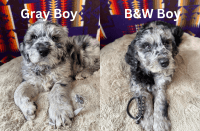 Bernedoodle Puppies for sale in Tualatin, OR, USA. price: $800