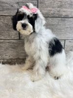 Bernedoodle Puppies for sale in Richmond, IL 60071, USA. price: $1,650