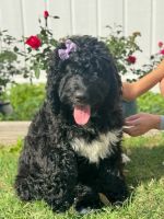 Bernedoodle Puppies for sale in Livingston, Texas. price: $700