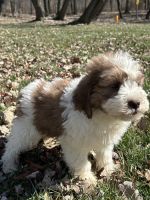 Bernedoodle Puppies for sale in Cleveland, Ohio. price: $1,000