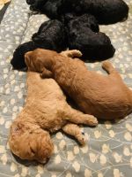 Bernedoodle Puppies for sale in Charleston, South Carolina. price: $4,500