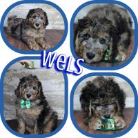 Bernedoodle Puppies for sale in Sioux Falls, South Dakota. price: $2,000