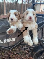 Bernedoodle Puppies for sale in Braselton, Georgia. price: $1,300