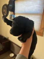 Bernedoodle Puppies for sale in Pueblo West, Colorado. price: $800