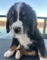 Bernedoodle Puppies for sale in Portland, Oregon. price: $2,000