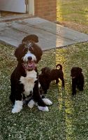 Bernedoodle Puppies for sale in Albany, Georgia. price: $1,500