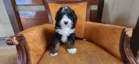 Bernedoodle Puppies for sale in Goshen, IN, USA. price: $1,800