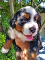 Bernese Mountain Dog Puppies for sale in Victor, MT 59875, USA. price: NA