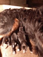 Bernese Mountain Dog Puppies for sale in Parnell, IA 52325, USA. price: NA
