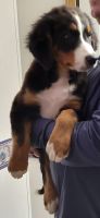 Bernese Mountain Dog Puppies for sale in London, KY, USA. price: NA