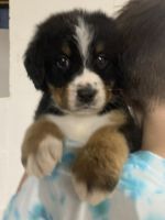 Bernese Mountain Dog Puppies for sale in Clarksville, OH 45113, USA. price: NA