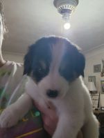Bernese Mountain Dog Puppies for sale in Pierson, MI 49339, USA. price: NA