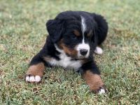 Bernese Mountain Dog Puppies for sale in Amarillo, TX, USA. price: NA