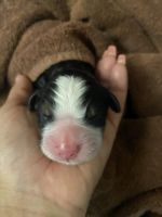 Bernese Mountain Dog Puppies for sale in Weirton, WV 26062, USA. price: NA