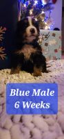 Bernese Mountain Dog Puppies for sale in Boise, ID, USA. price: NA