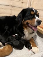 Bernese Mountain Dog Puppies for sale in Exeter, RI, USA. price: NA
