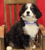 Bernese Mountain Dog Puppies for sale in Dundee, OH 44624, USA. price: NA