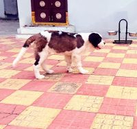 Bernese Mountain Dog Puppies for sale in Huzur Nagar, Telangana 508204, India. price: 80000 INR