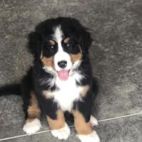 Bernese Mountain Dog Puppies for sale in Wentzville, MO, USA. price: $2,000