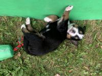Bernese Mountain Dog Puppies for sale in Greenville, WI 54942, USA. price: $2,000