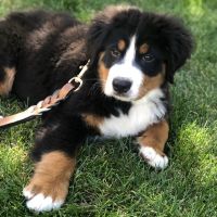 Bernese Mountain Dog Puppies for sale in Sandy, UT, USA. price: $2,500