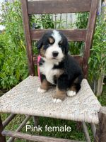Bernese Mountain Dog Puppies for sale in Bedford, IN 47421, USA. price: $1,000