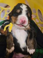 Bernese Mountain Dog Puppies for sale in Duncan, BC, Canada. price: $3,200