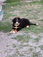 Bernese Mountain Dog Puppies for sale in Bowlus, MN, USA. price: NA