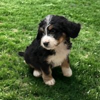 Bernese Mountain Dog Puppies for sale in Zumbrota, MN 55992, USA. price: $575