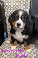 Bernese Mountain Dog Puppies for sale in Billings, MT, USA. price: $3,500