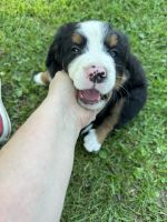Bernese Mountain Dog Puppies for sale in Greenfield, OH 45123, USA. price: $200