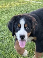 Bernese Mountain Dog Puppies for sale in Greenfield, OH 45123, USA. price: $200