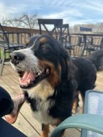 Bernese Mountain Dog Puppies for sale in Stokesdale, NC, USA. price: $1,200