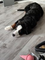 Bernese Mountain Dog Puppies for sale in Duluth, GA, USA. price: $1,500